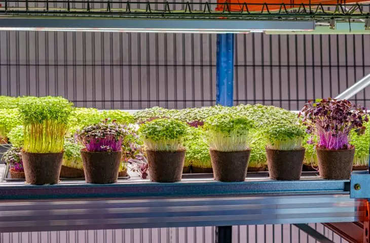 Urban vertical farms