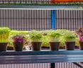 Urban vertical farms