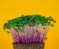 Urban vertical farms