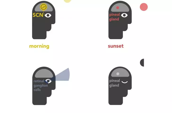 Circadian Home project, human daily rhythm, infographic