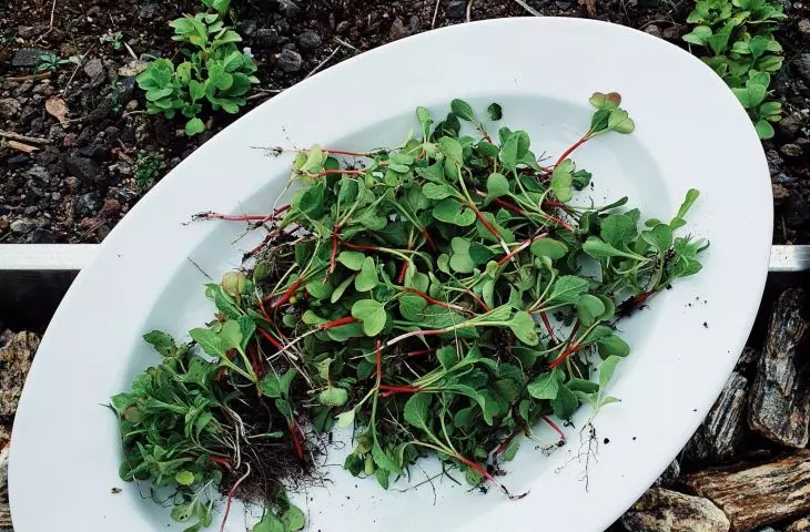 collections from the community garden