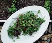 collections from the community garden
