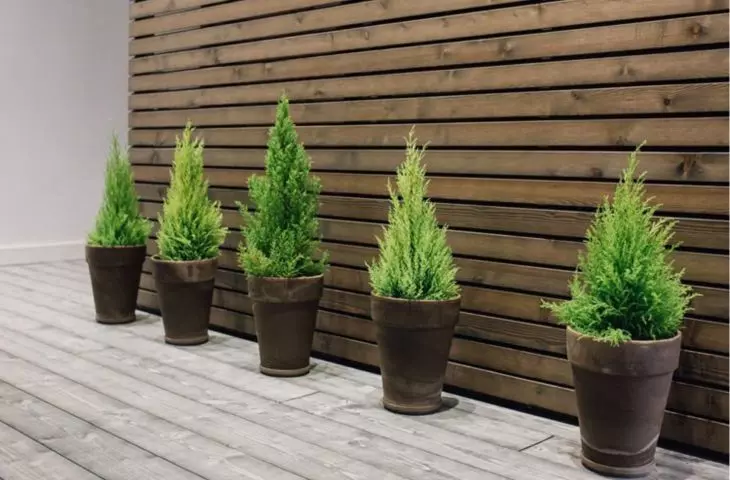 Interior and exterior floors - DECORATIVE TREES program