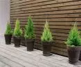 Interior and exterior floors - DECORATIVE TREES program