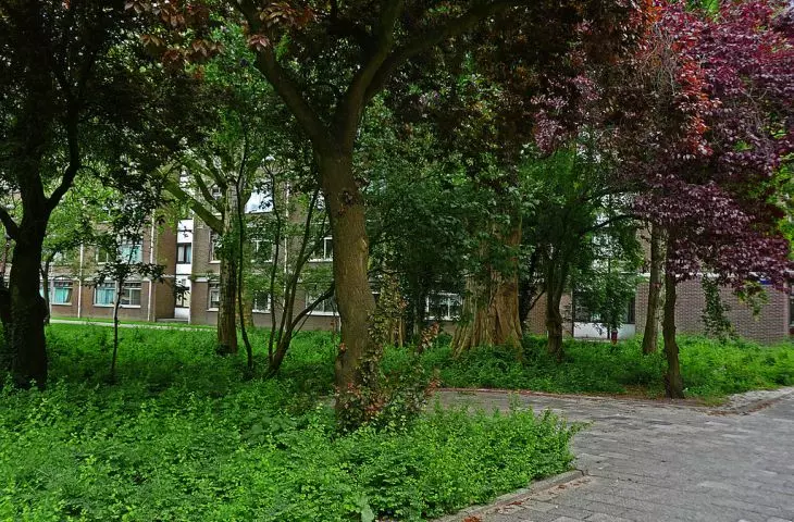 Urban trees in Amsterdam