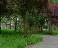 Drzewa miejskie w Amsterdamie