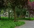 Urban trees in Amsterdam