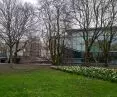 Drzewa miejskie w Amsterdamie