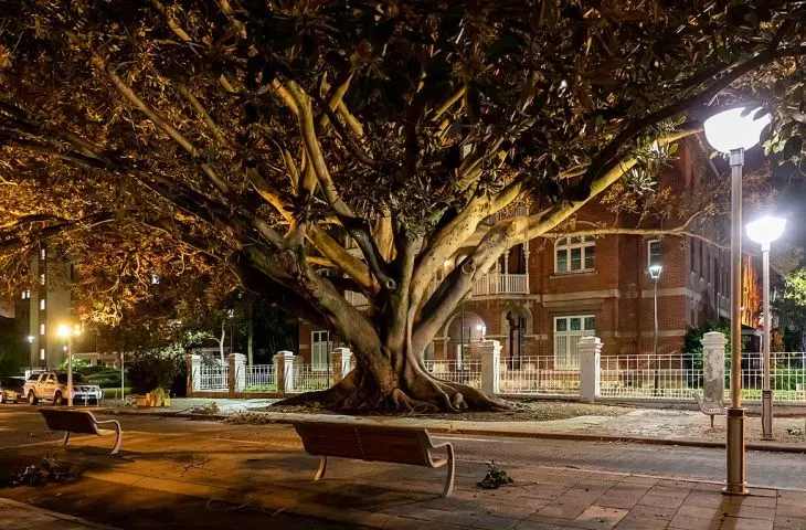 Tree in Perth