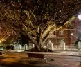 Tree in Perth