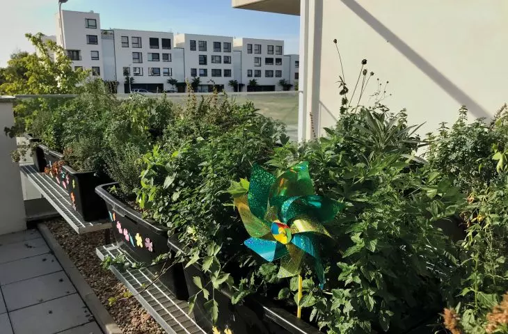 public herb gardens in the New Żerniki estate in Wrocław