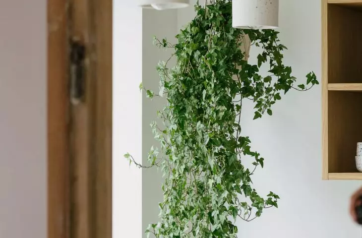 Plant