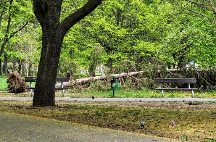 Próchnowiska, Poznan, Kasprowicz Park
