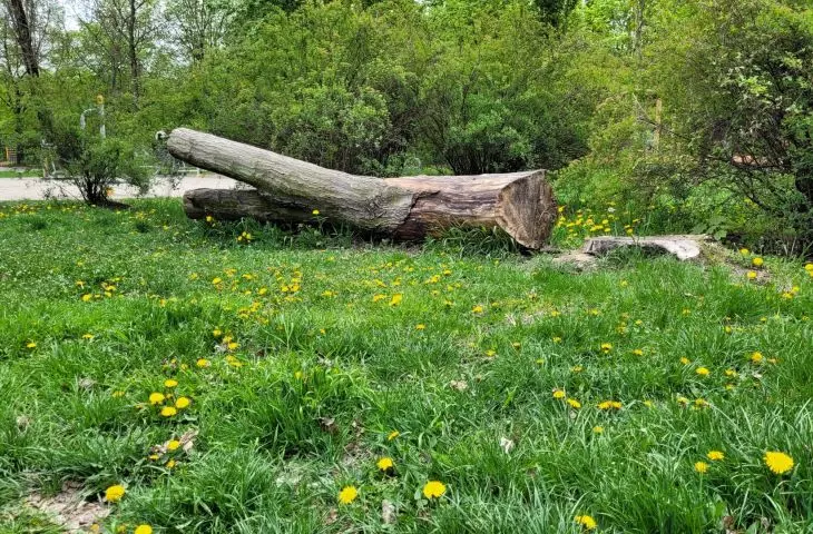 Próchnowiska, Poznan, Kasprowicz Park