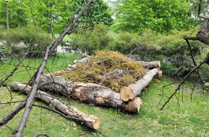 Próchnowiska, Poznan, Kasprowicz Park