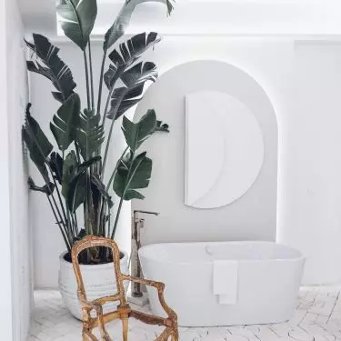 A large plant will become the focal point of the interior