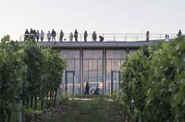 Lahofer Vineyard