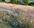 Flower meadows are becoming an increasingly popular solution