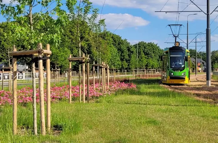 szeroki pas nowej zieleni niskiej i drzew wzdłuż trasy tramwajowej na Naramowice (2021)