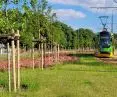 szeroki pas nowej zieleni niskiej i drzew wzdłuż trasy tramwajowej na Naramowice (2021)