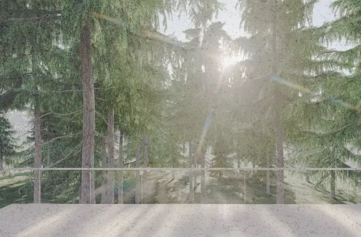 Widok na las z tarasu