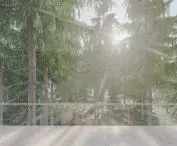View of the forest from the terrace