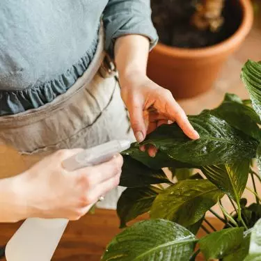 Homemade plant sprinkler