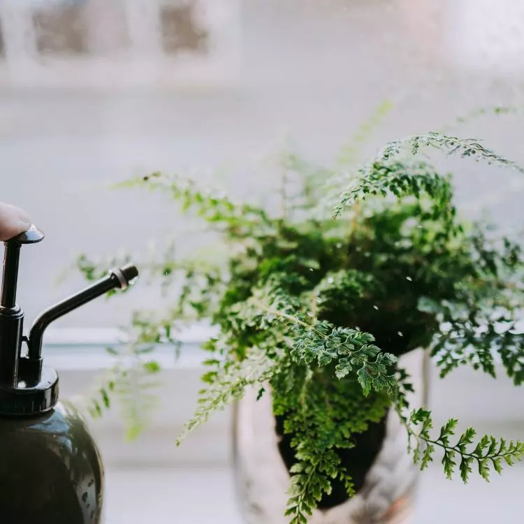 Homemade plant sprinkler