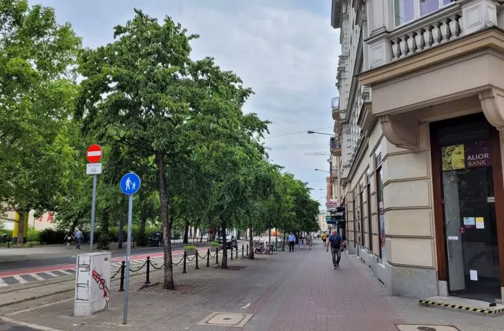 Row of hazel trees to be cut down at 27 Grudnia Street in Poznan