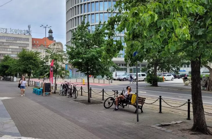 Row of hazel trees to be cut down at 27 Grudnia Street in Poznan