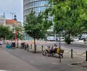 Row of hazel trees to be cut down at 27 Grudnia Street in Poznan