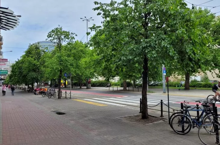 Row of hazel trees to be cut down at 27 Grudnia Street in Poznan