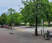 Row of hazel trees to be cut down at 27 Grudnia Street in Poznan