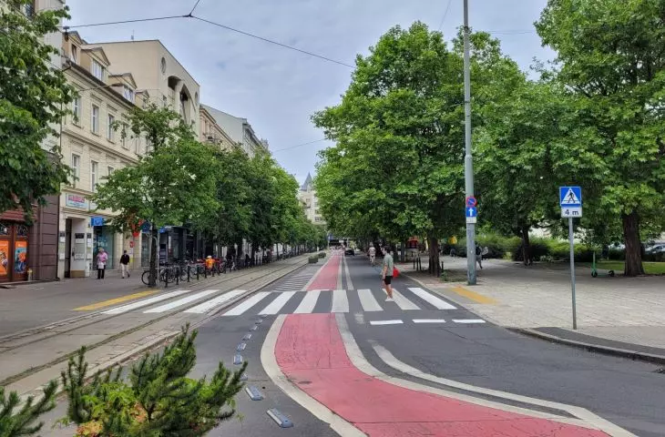 Row of hazel trees to be cut down at 27 Grudnia Street in Poznan