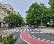 Row of hazel trees to be cut down at 27 Grudnia Street in Poznan