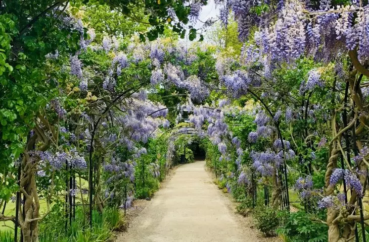 Flowers can create a beautiful and functional pathway 