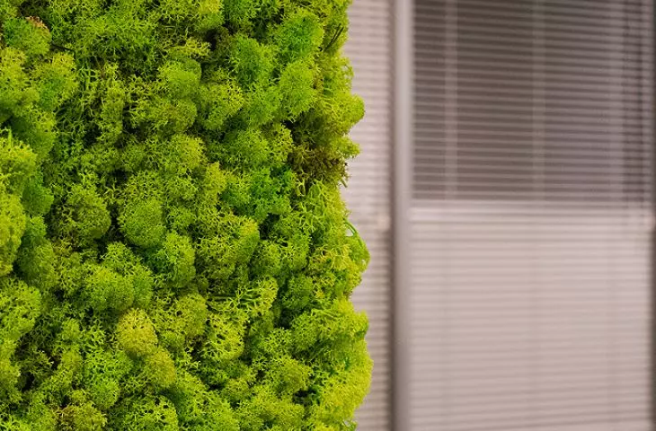 NyquiMoss 