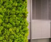 NyquiMoss 