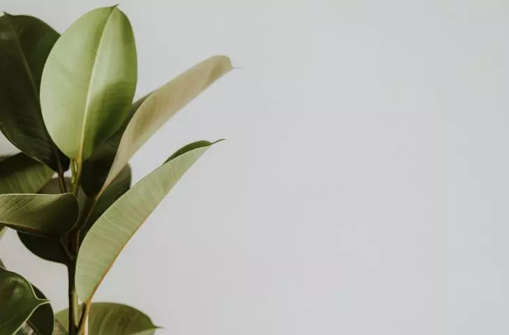 Transportation of plants