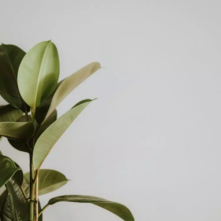 Transportation of plants