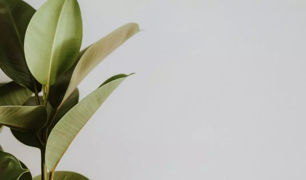 Transportation of plants