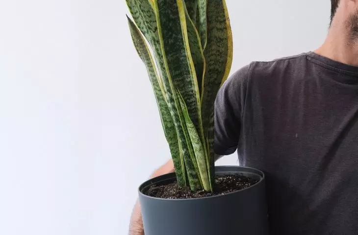 Transportation of plants