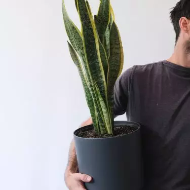Transportation of plants