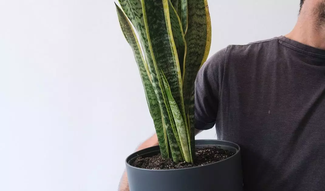 Transportation of plants