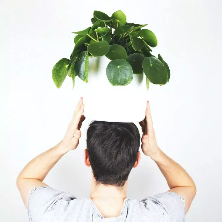 Transportation of plants