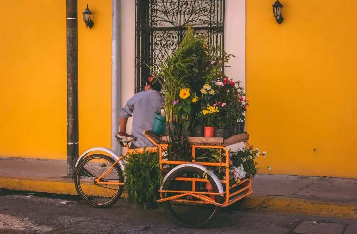 Transportation of plants