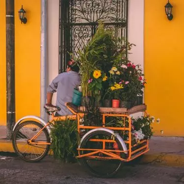 Transportation of plants
