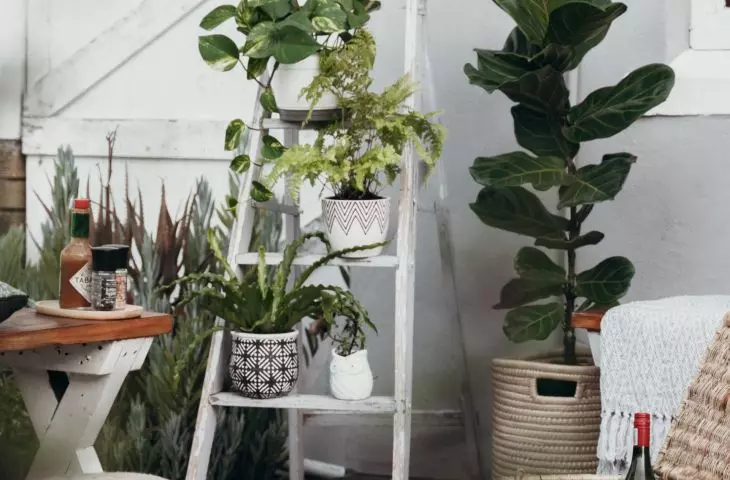 Transportation of plants