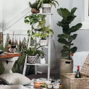 Transportation of plants