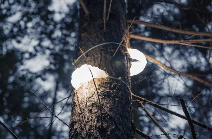 HUBY – wyjątkowe lampy przystosowane do przestrzeni leśnej
